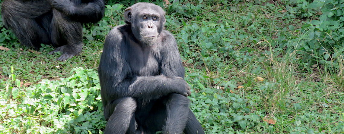 Ngamba Island Chimpanzee Sanctuary, Lake Victoria, Uganda