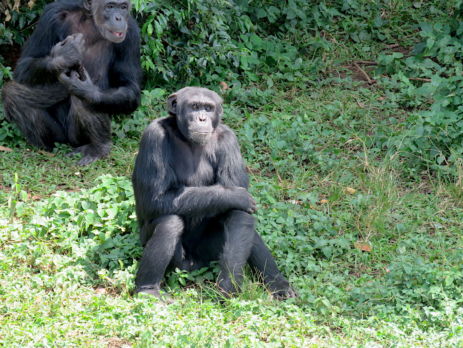 Ngamba Island Chimpanzee Sanctuary, Lake Victoria, Uganda