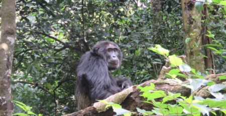 Chimpanzee in Kibale National Park