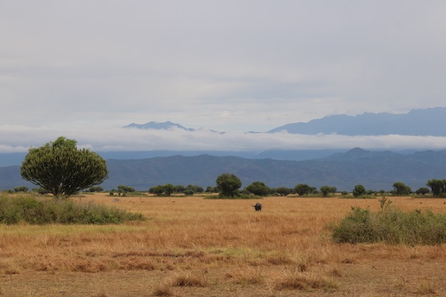 Queen Elizabeth National park - backdrop the Rwenzori Mountains