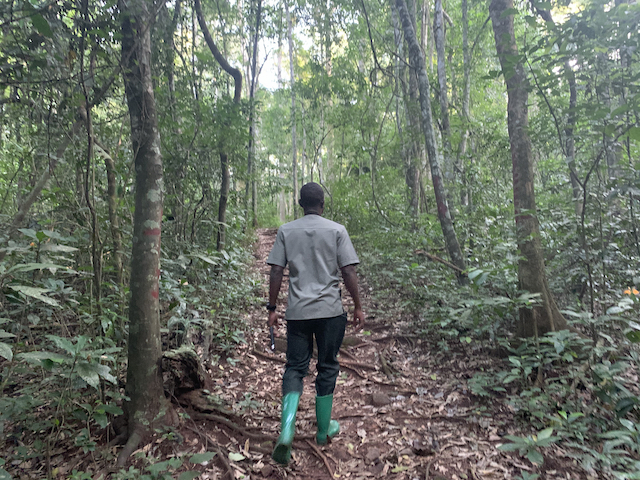 Forest Walk, Budongo Forest Reserve, Uganda