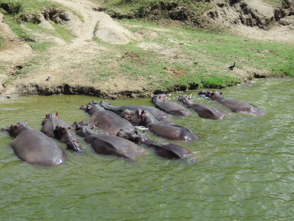 Hippos, Kazinga Channel Boat Cruise, Queen Elizabeth National Park
