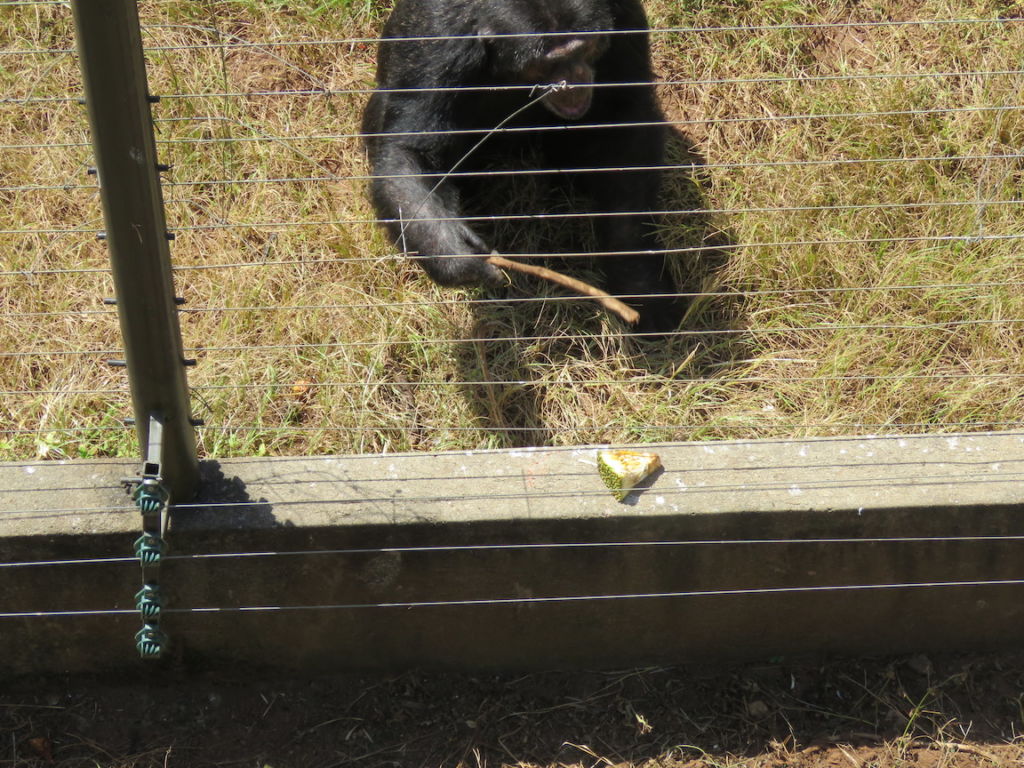 Chimpanzee at Ngamba Island Chimpanzee Sanctuary, Lake Victoria, Uganda