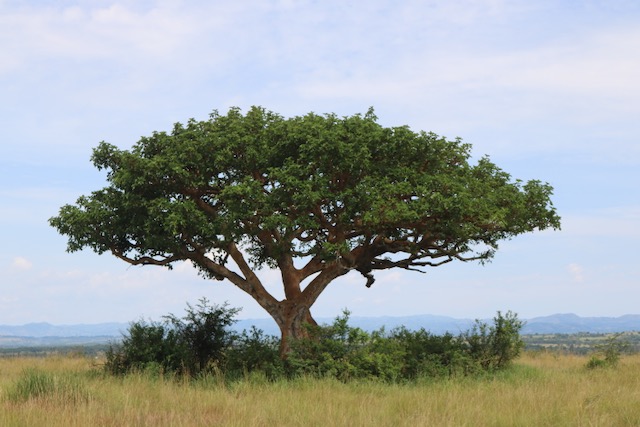 Fig Tree, Ishasha, Queen Elizabeth National park, Uganda