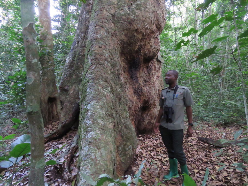Mahogany Tree, Budongo Forest Reserve, Uganda