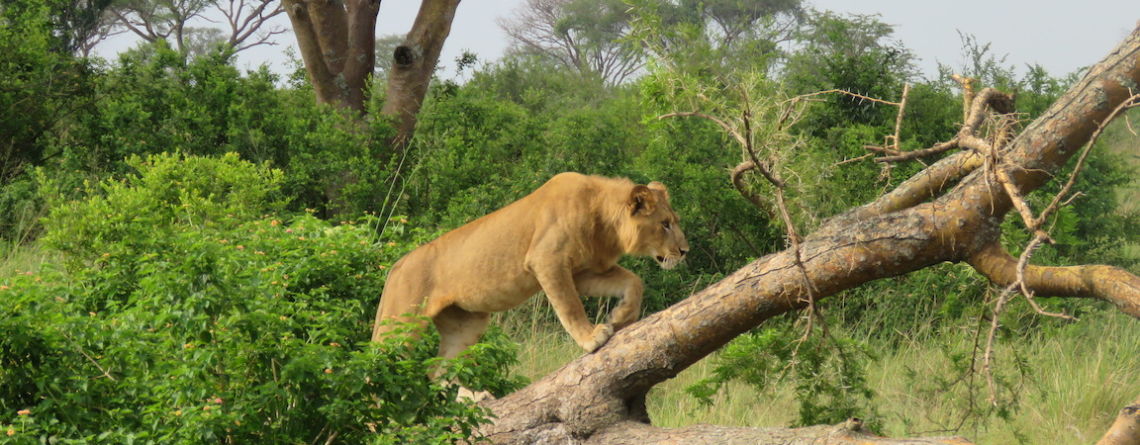 Tree Climbing Lion, Ishasha, Uganda