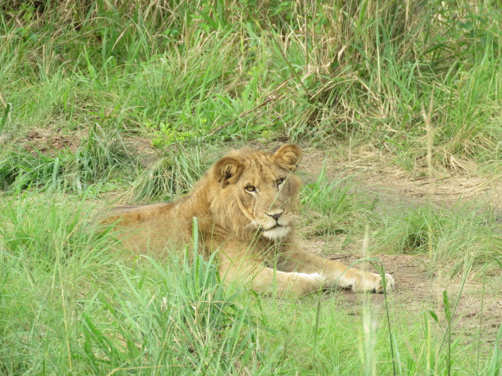 Lions, Ishasha, Queen Elizabeth National Park, Uganda