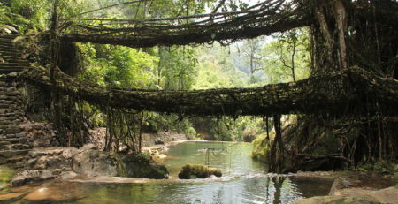 Living Root Bridges in Meghalaya