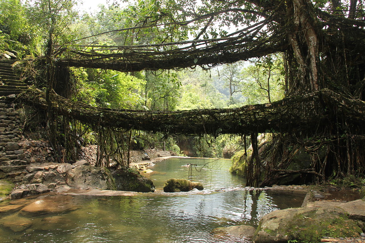 Living Root Bridges in Meghalaya