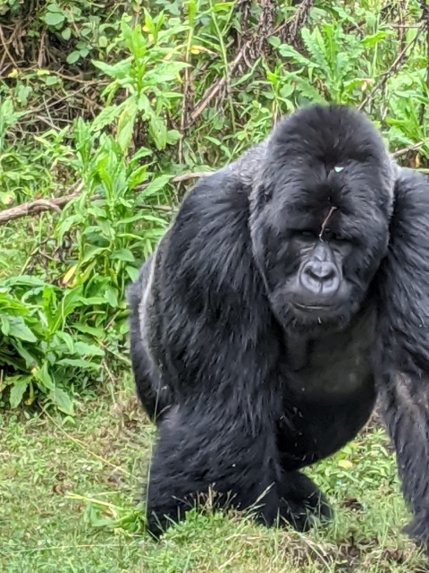 Mountain Gorilla, Mgahinga National Park