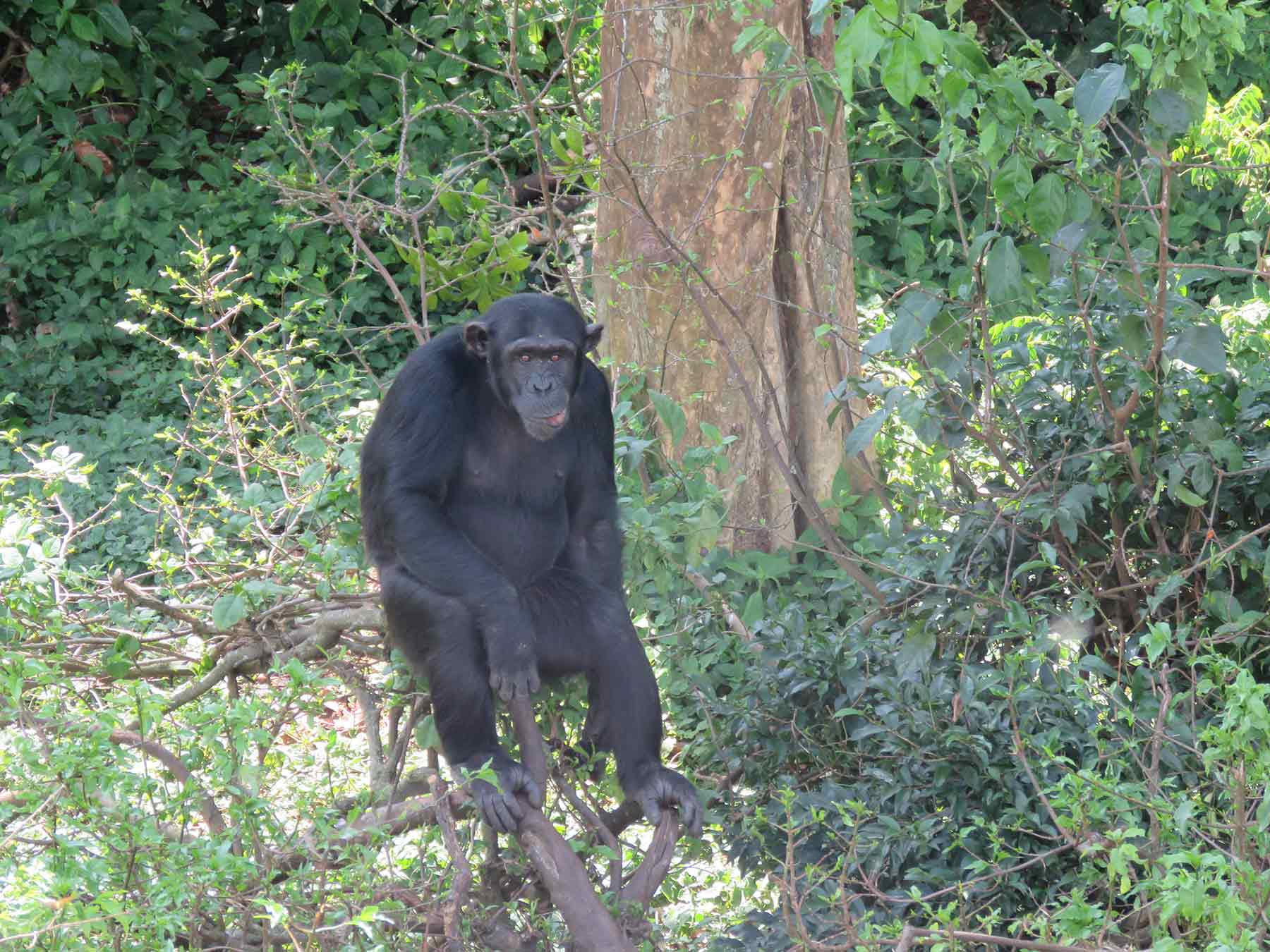 NgambaIslandChimp