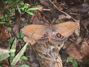 Moth, Night walk, Kibale National Park
