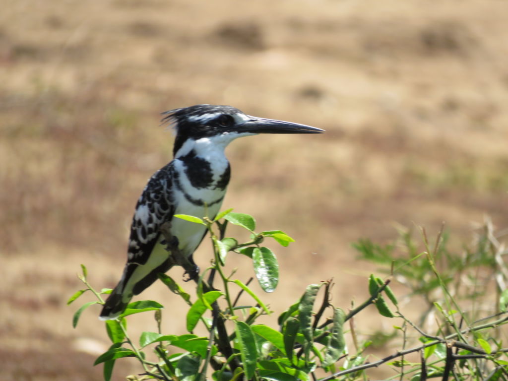 Pied Kingfisher, Kazinga Channel, Queen Elizabeth National Park