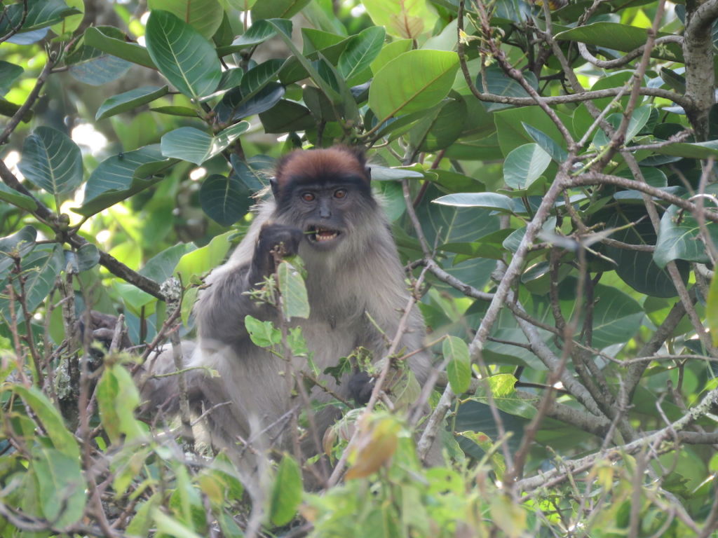 Red Colobus Monkey, Kibale National Park