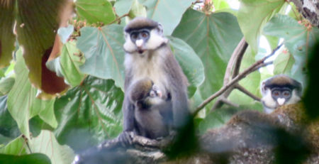 Red Tailed Monkey, Budongo Forest Reserve, Uganda