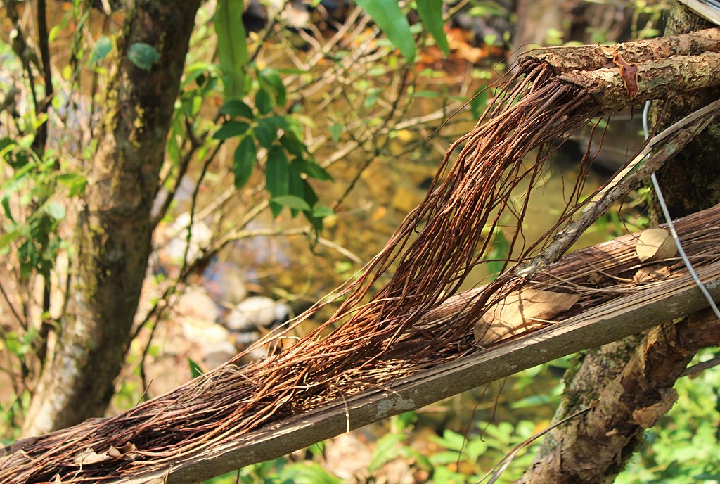 Root bridge with Areca palm
