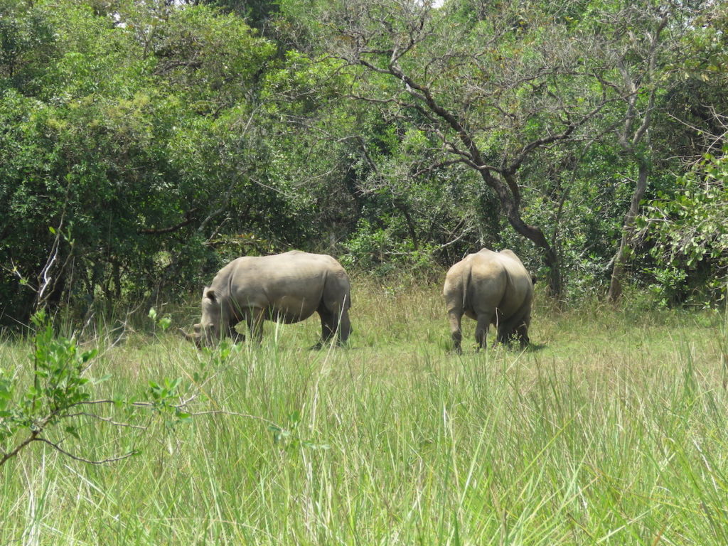Rhinos, Ziwa Rhino Sanctuary, Uganda