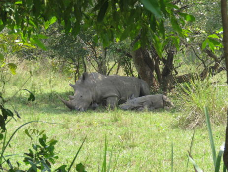 Rhino & new calf, Ziwa Rhino Sanctuary, Uganda