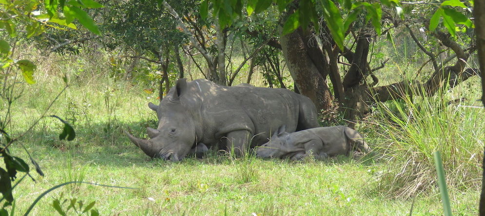 Rhino & new calf, Ziwa Rhino Sanctuary, Uganda
