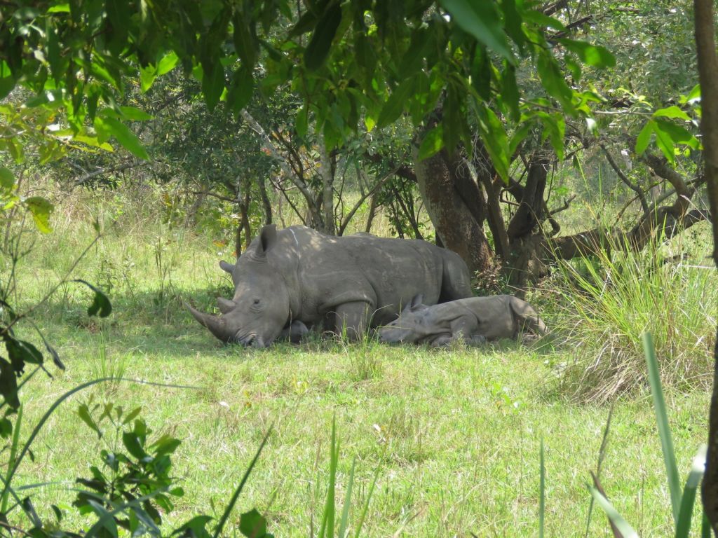 Rhino & Calf, Ziwa Rhino Sanctuary, Near Murchison Falls National Park, Uganda