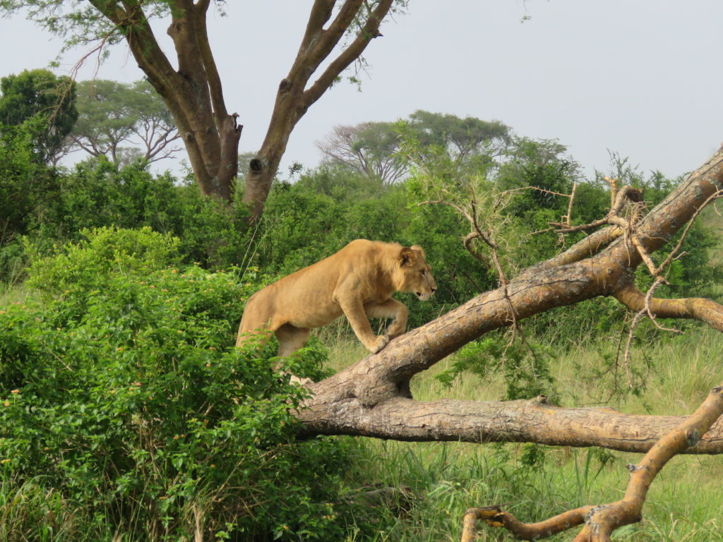 Tree Climbing Lions, Ishasha Sector