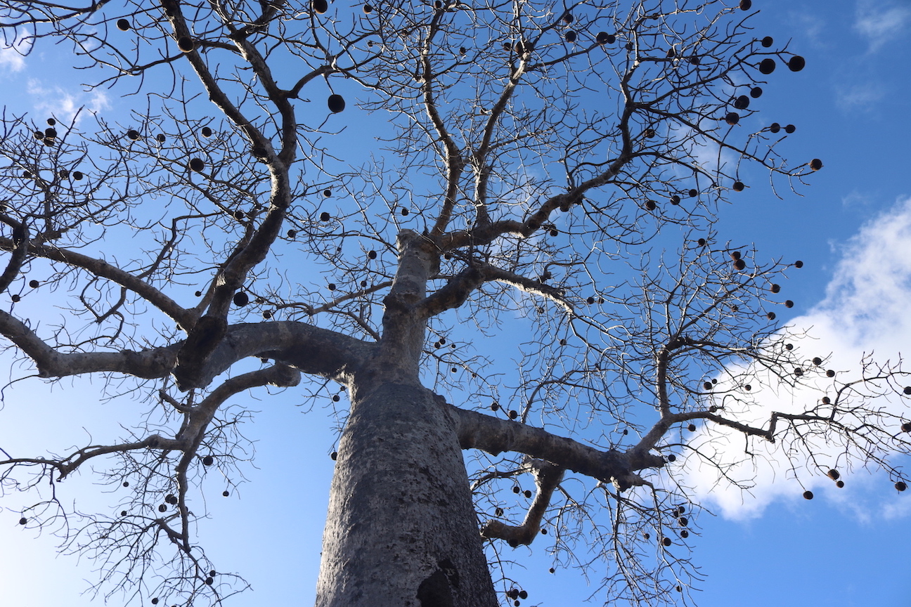 Grey Baobab - Adansonia madagascariensis