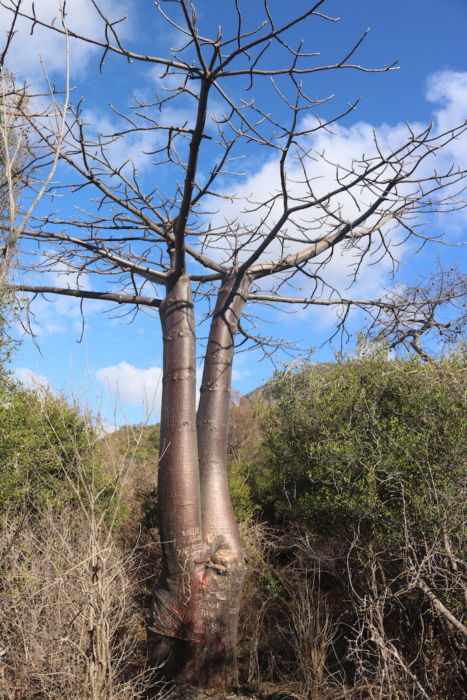 Suarez baobab, Adansonia suarezensis