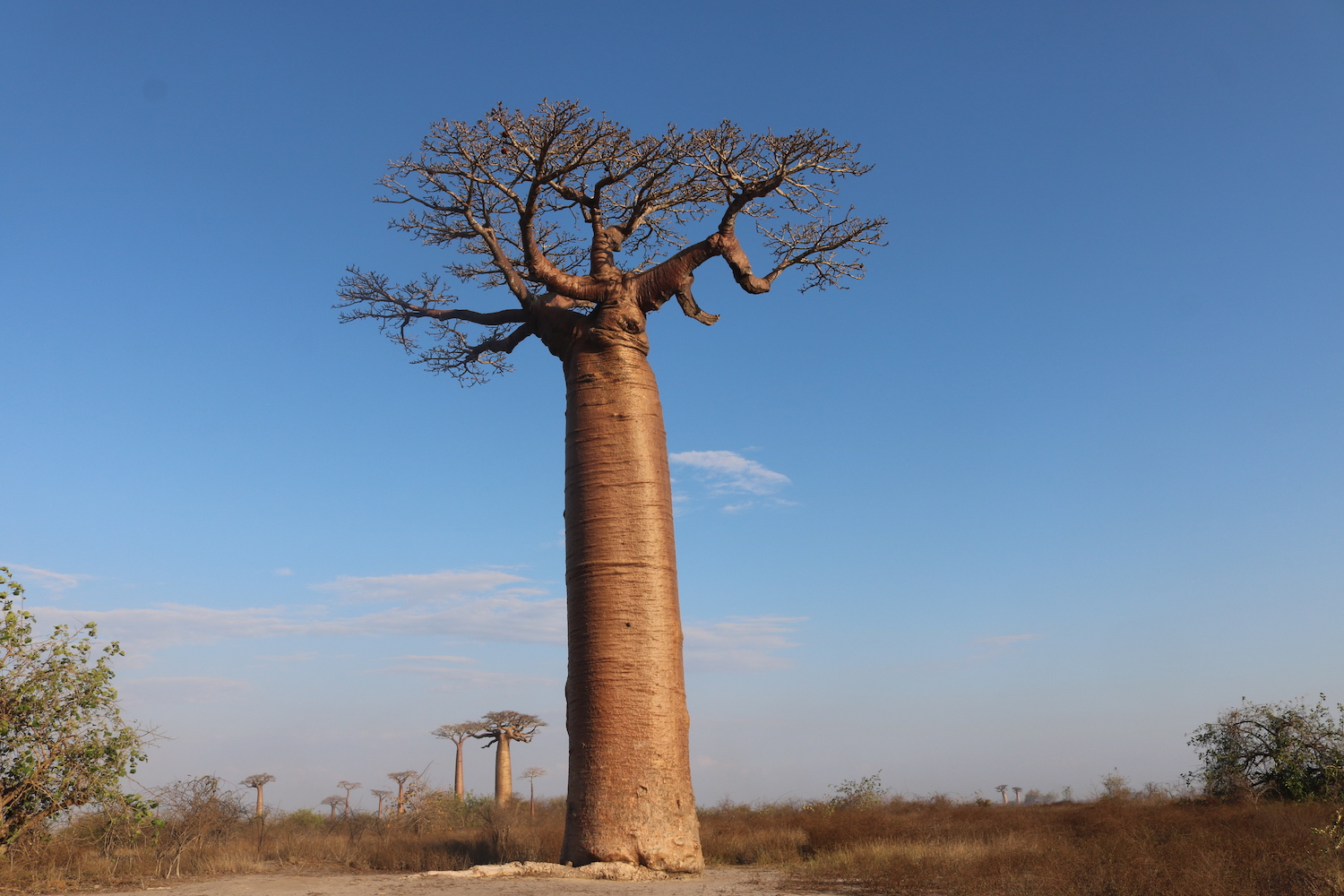 Grandidieri's Baobab - Adansonia Grandidieri