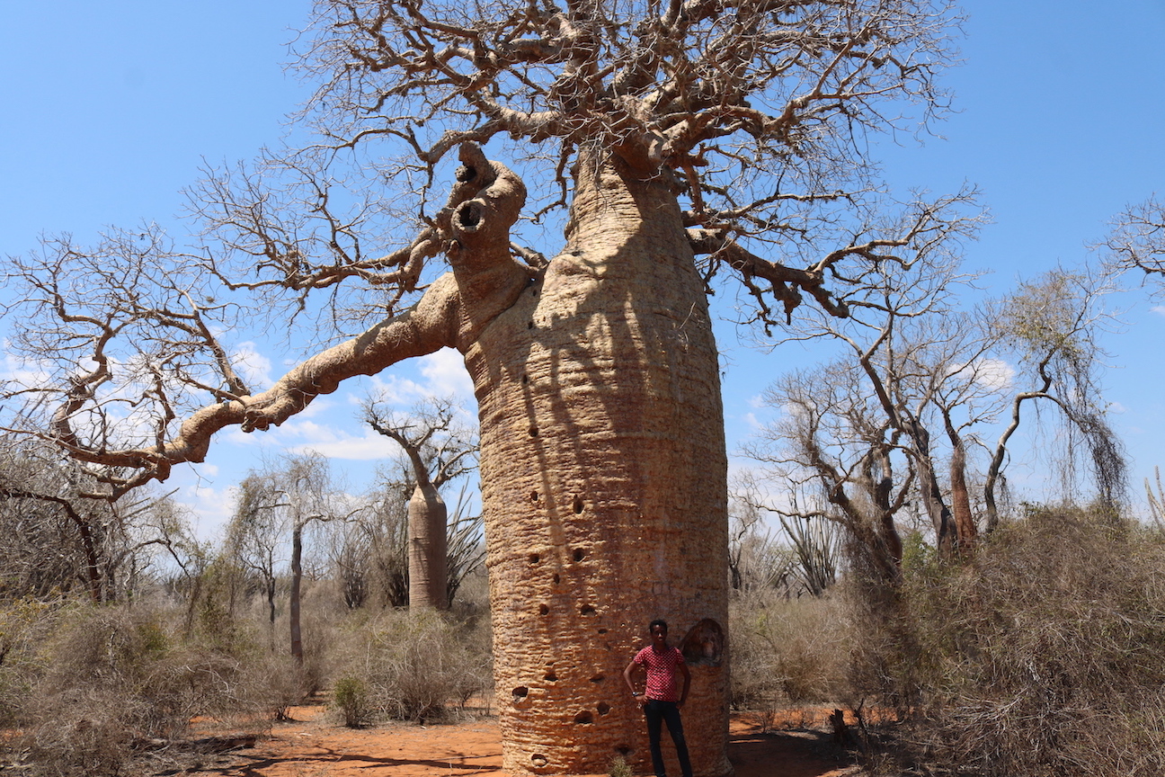 Fony baobab - Adansonia Rubrostipa
