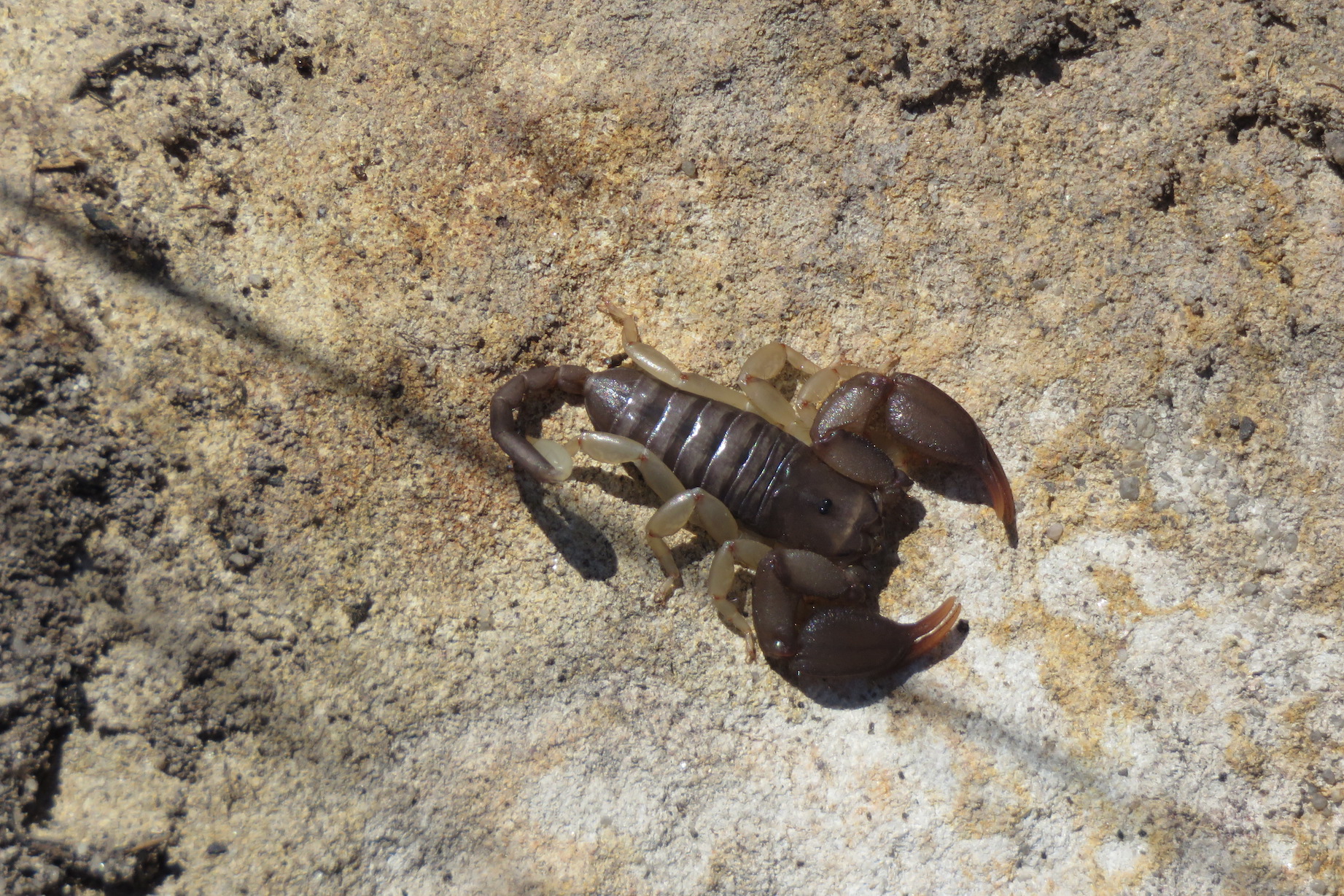 Flat Rock Scorpion, Isalo