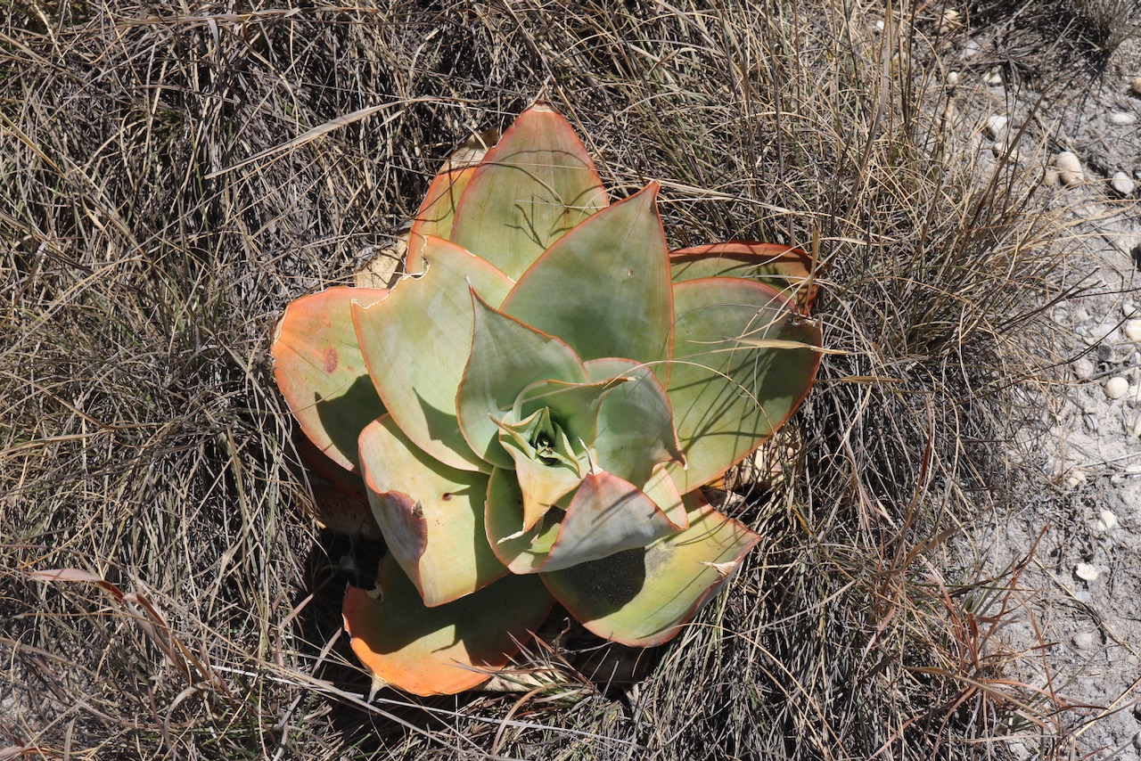 Aloe Plant, Isalo