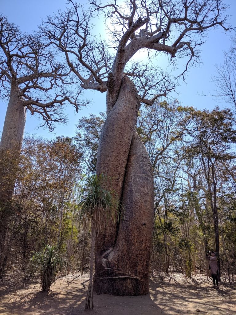 Baobab Amoureux - The Baobabs of love