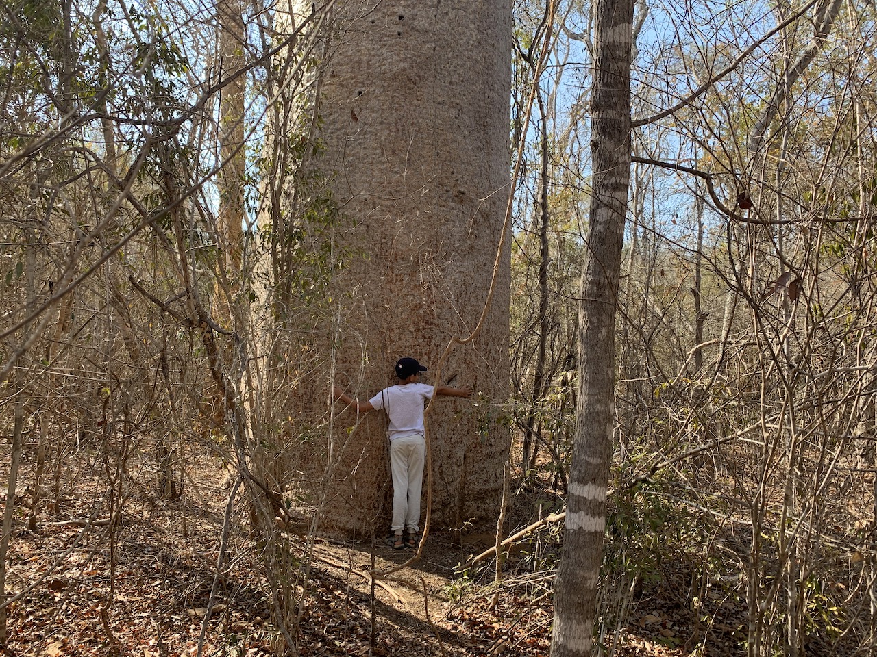Baobab Tree, Kirindy Private Reserve