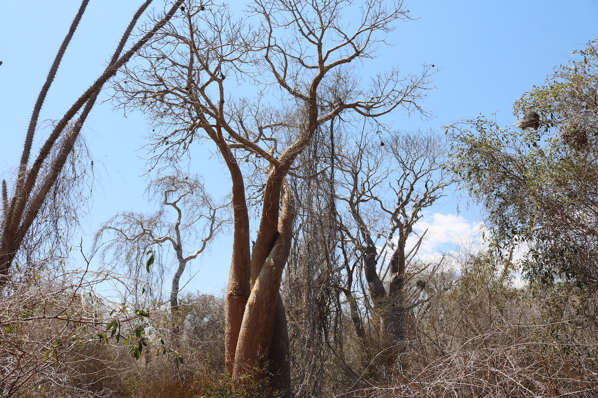 Baobabs in Love