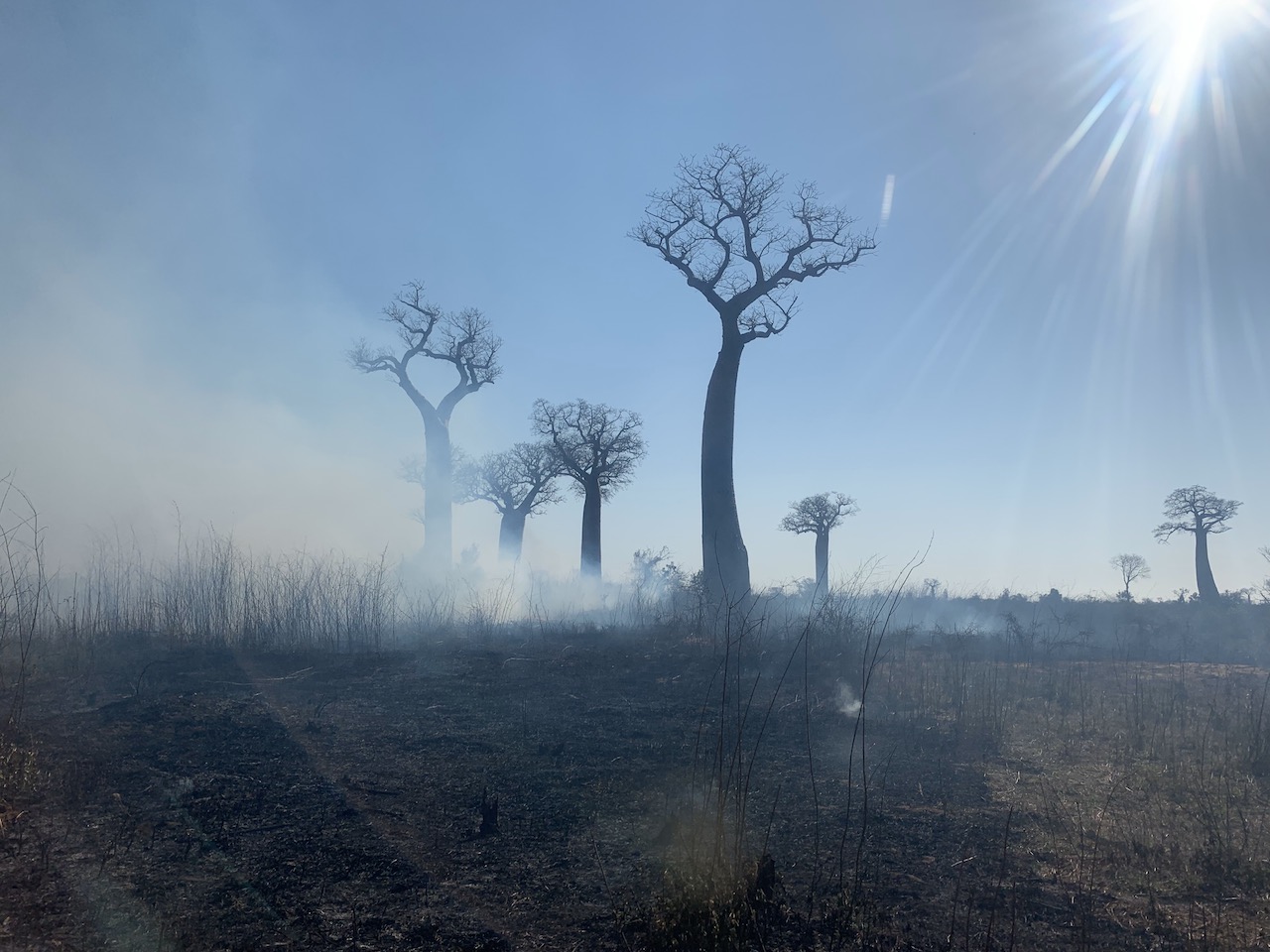 Baobabs in burning fields