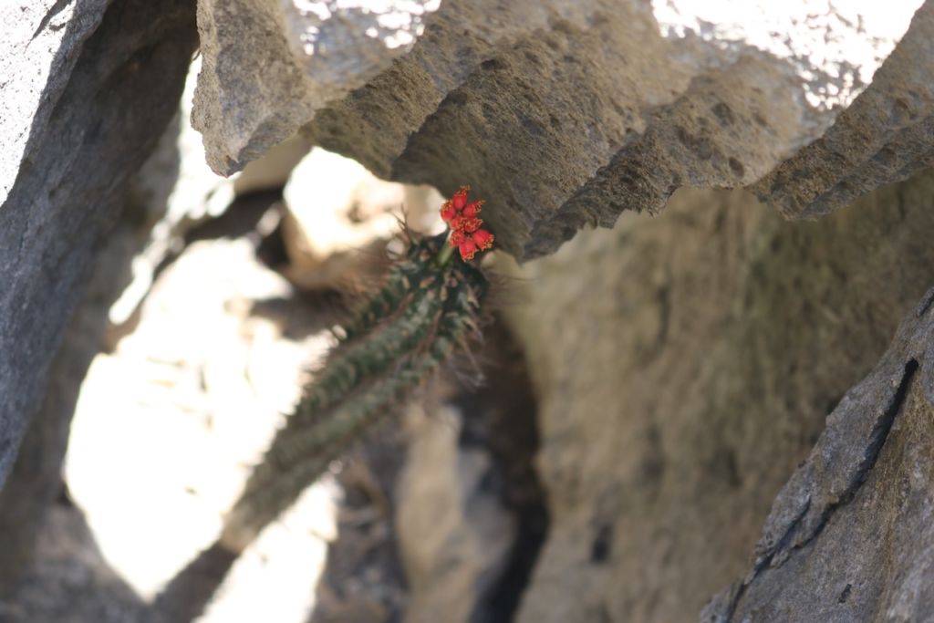 Cactus, Tsingy de Bemaraha