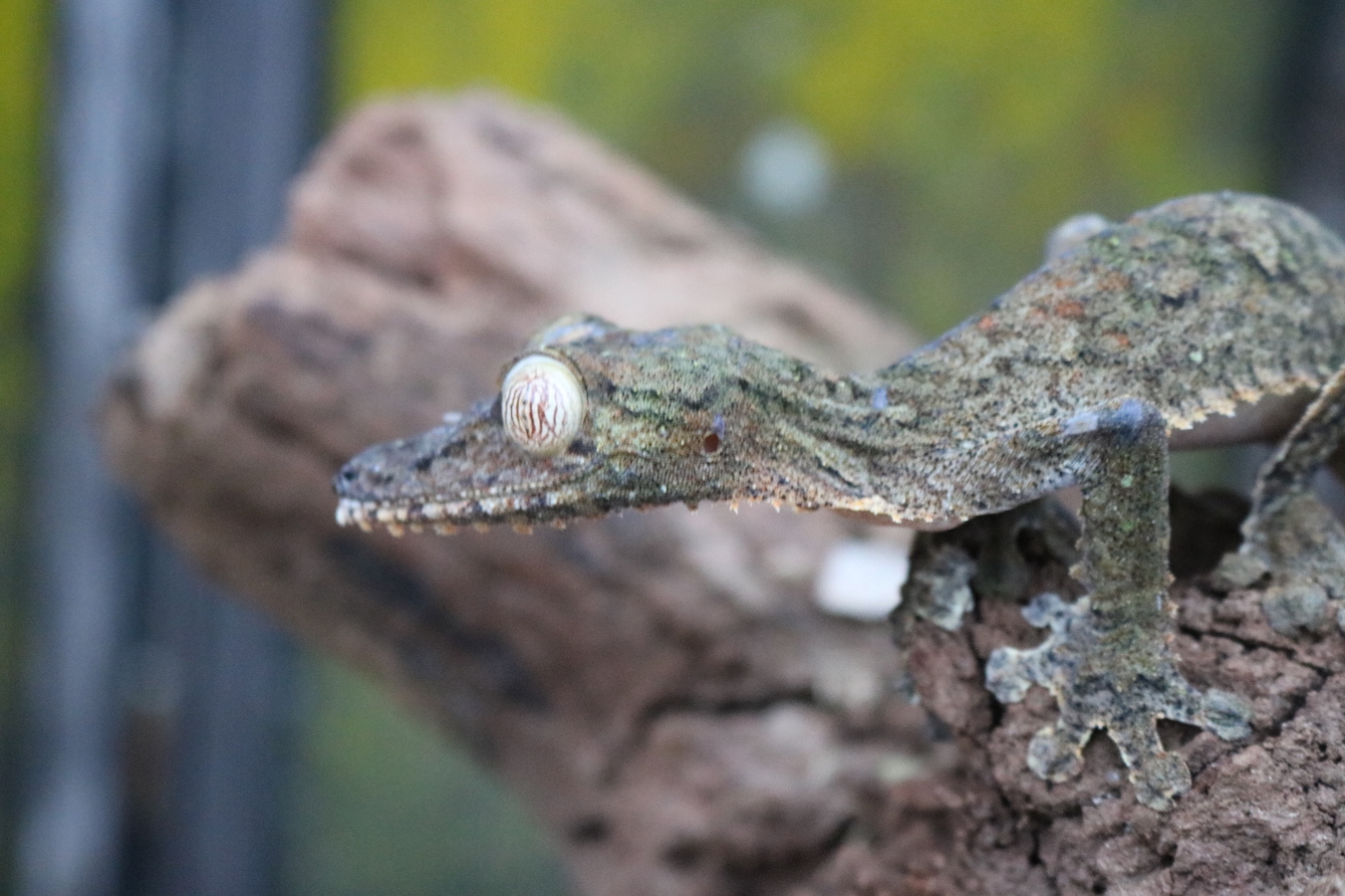 Common Leaf Tail Gecko