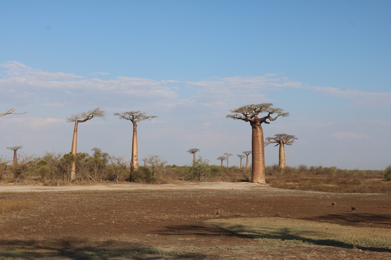 Empty fields - Baobab