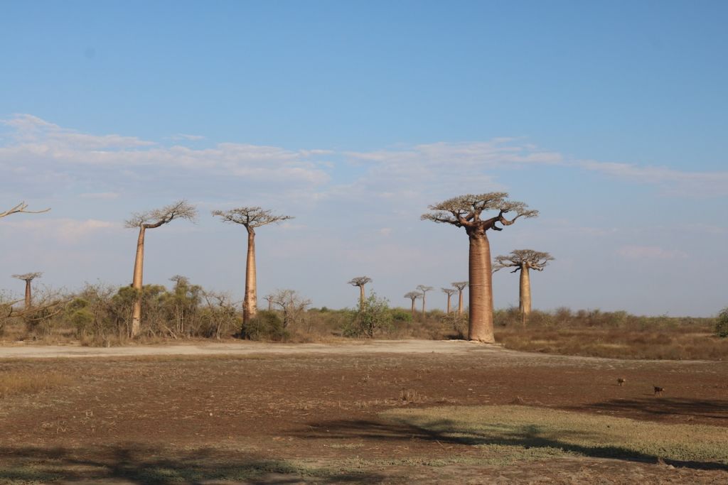 Fields around the Avenue of Baobabs