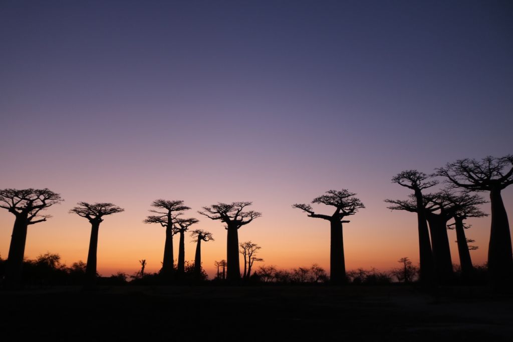 Sunset at the Avenue of baobabs