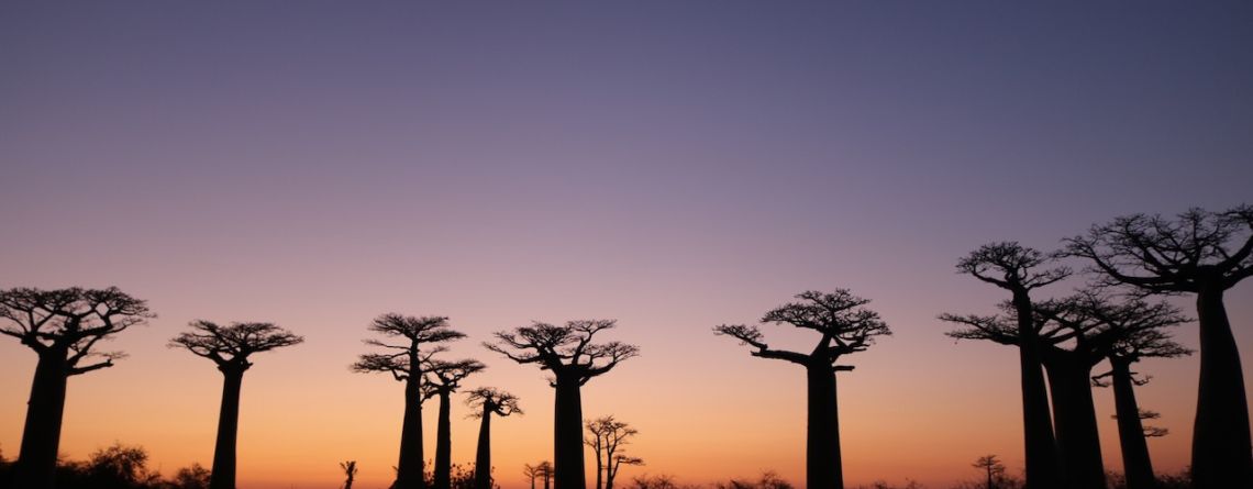 Avenue of Baobabs at Sunset