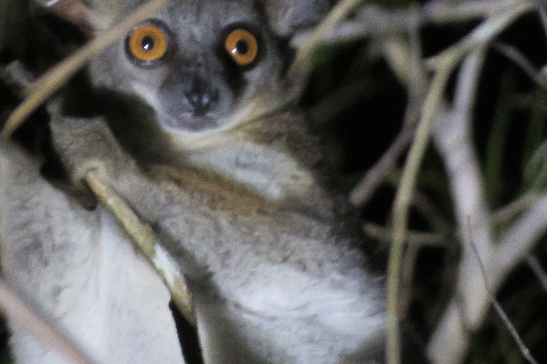 Fork Marked Lemur, Kirindy