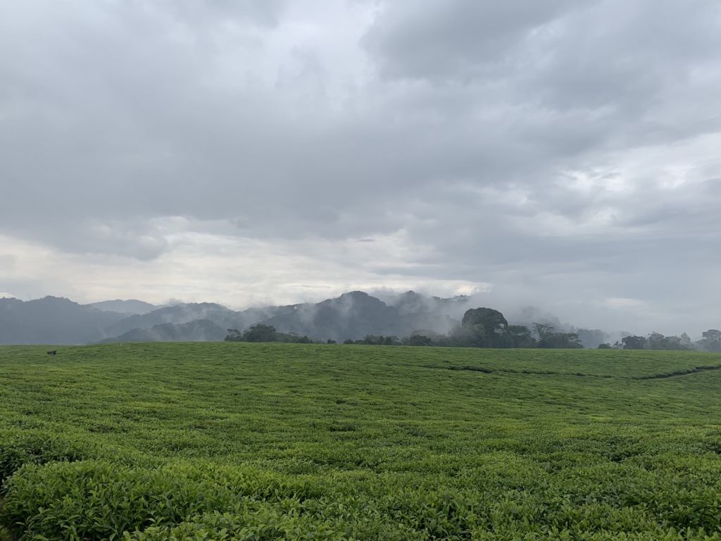 Tea Estates, Nyungwe