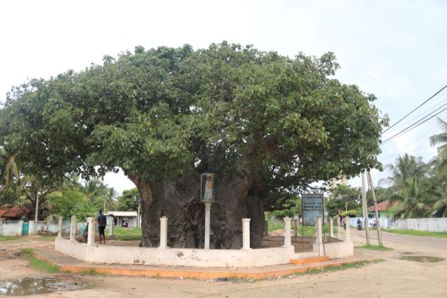 Baobab: the “tree of life” is slowly dying - Beyonder