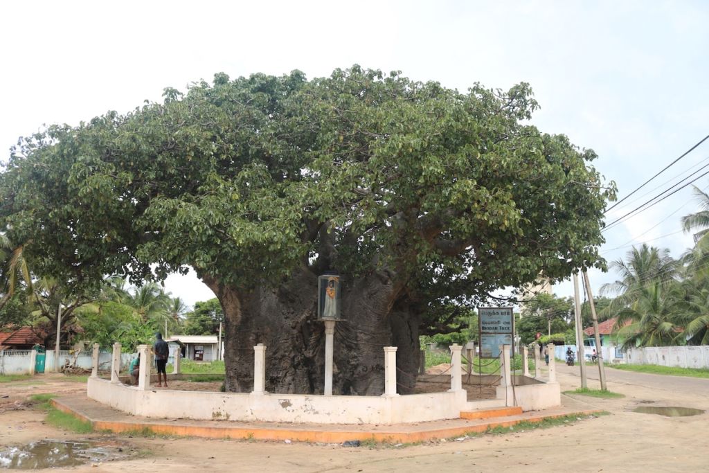 Baobab tree, Mannar, Sri Lanka