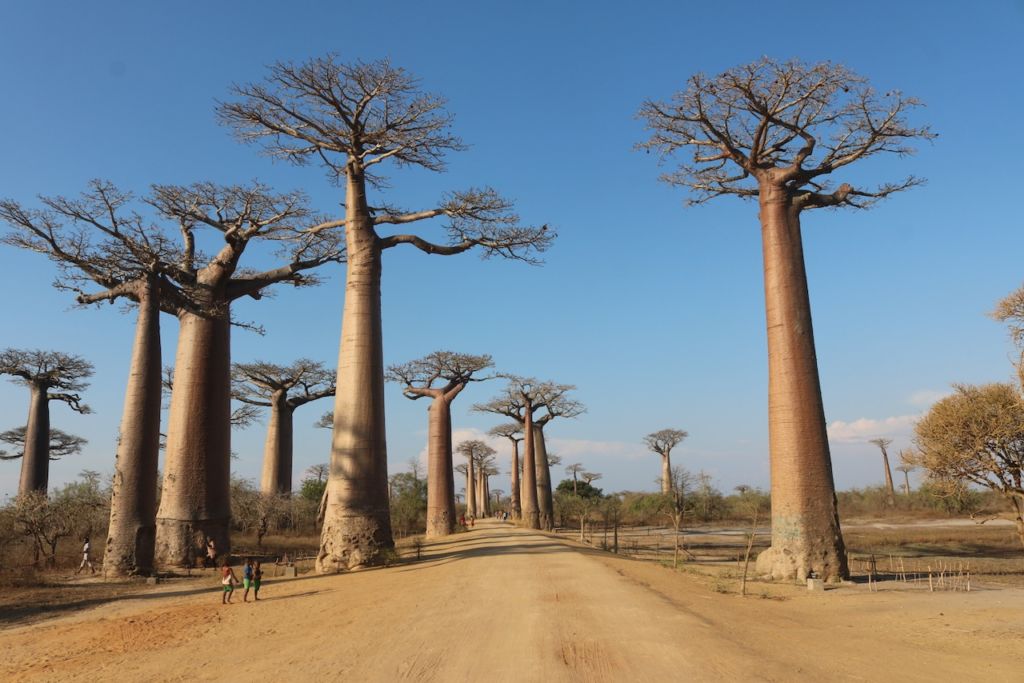 No Crowds - Avenue of Baobabs