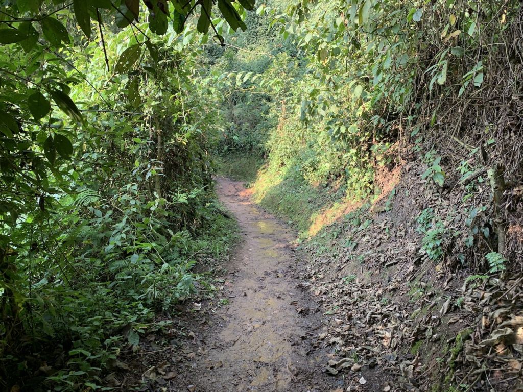 Forest trail, Nyungwe