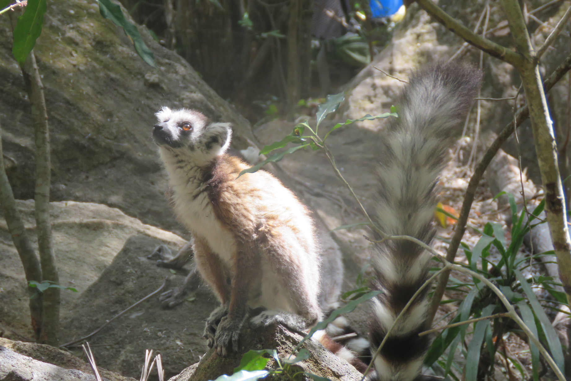 Ring Tailed Lemur, Isalo