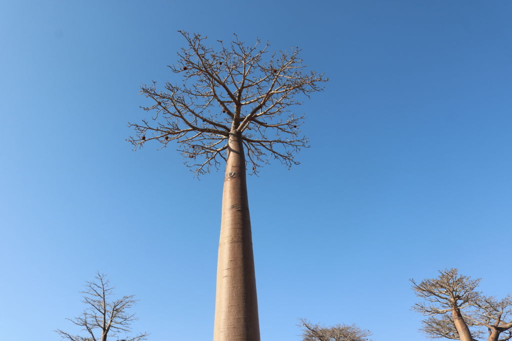 Baobabs tree top