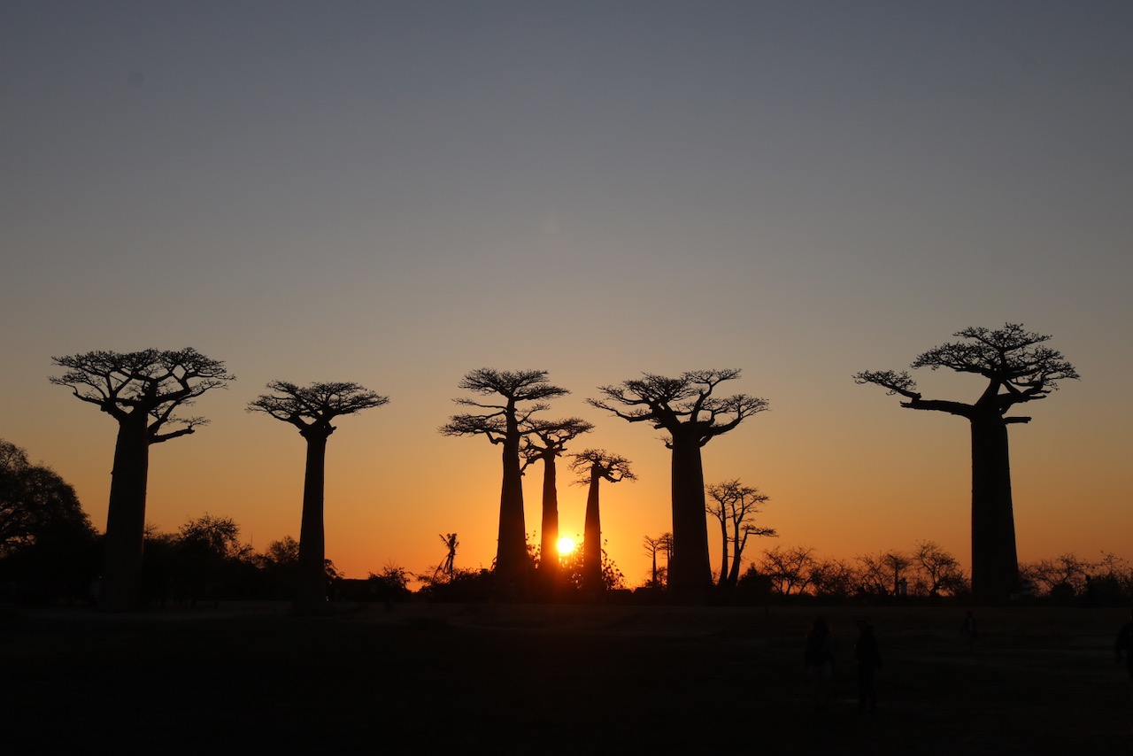 Sunset at the Avenue of Baobabs